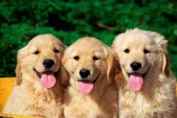 第一批帶狗回老家的人已被狗遛瘋 狗狗精力太旺盛怎么辦 第一批帶狗回老家的人已被狗遛瘋 狗狗精力太旺盛怎么辦