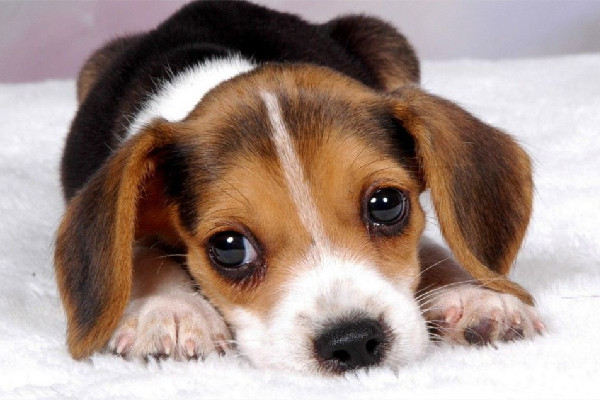 第一批帶狗回老家的人已被狗遛瘋 狗狗精力太旺盛怎么辦 第一批帶狗回老家的人已被狗遛瘋 狗狗精力太旺盛怎么辦