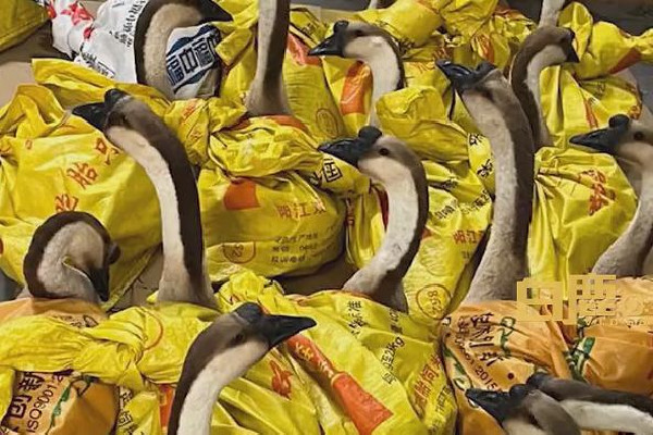 公司發(fā)大鵝當(dāng)年貨員工:放公司很吵 大鵝怎么燉才好吃 公司發(fā)大鵝當(dāng)年貨員工:放公司很吵 大鵝怎么燉才好吃