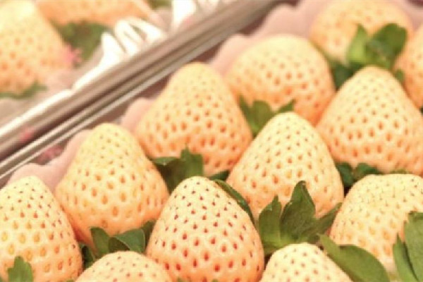 白草莓產(chǎn)地在哪里 白草莓是哪個國家的 白草莓產(chǎn)地在哪里 白草莓是哪個國家的