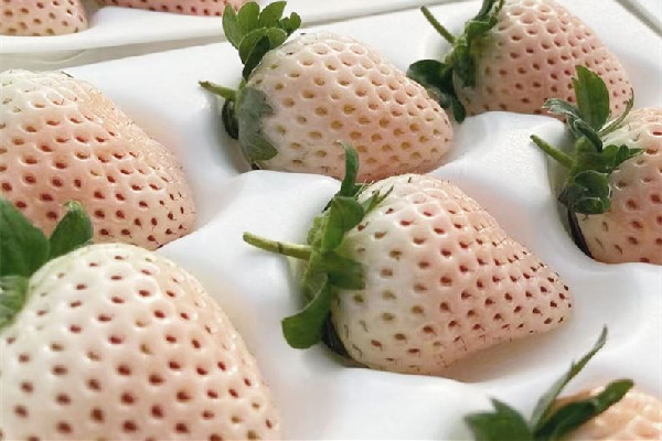 白草莓是轉(zhuǎn)基因水果嗎 白草莓產(chǎn)量怎么樣 白草莓是轉(zhuǎn)基因水果嗎 白草莓產(chǎn)量怎么樣