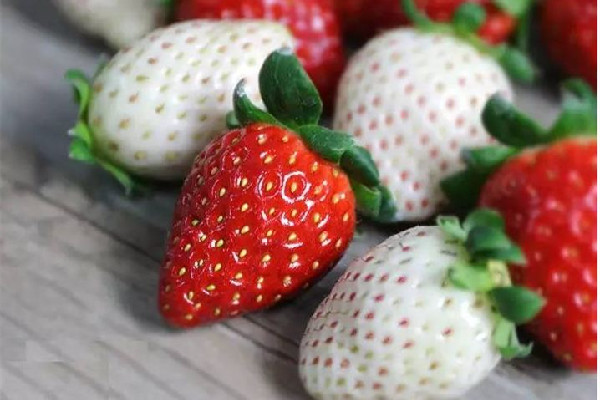 白草莓產(chǎn)地在哪里 白草莓是哪個國家的 白草莓產(chǎn)地在哪里 白草莓是哪個國家的