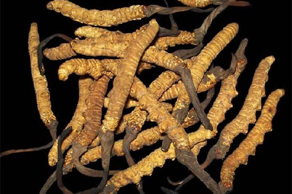 冬蟲夏草吃多久才能起到效果 冬蟲夏草可以天天泡水喝嗎 冬蟲夏草吃多久才能起到效果 冬蟲夏草可以天天泡水喝嗎