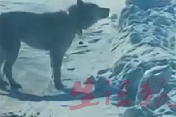 女子誤把二哈當(dāng)狼哭著報(bào)警 二哈為什么和狼這么像 女子誤把二哈當(dāng)狼哭著報(bào)警 二哈為什么和狼這么像