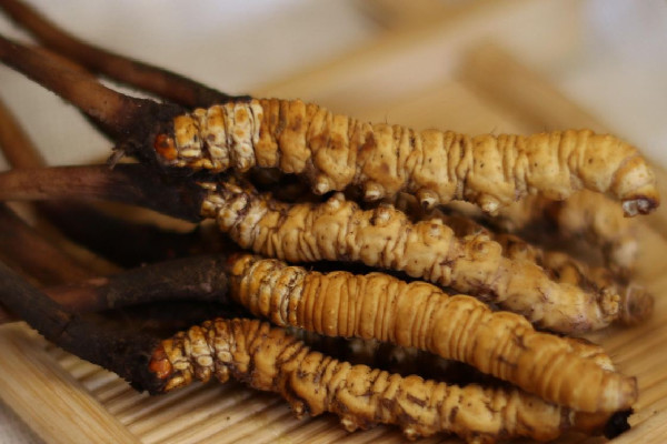 冬蟲夏草可以泡酒嗎 冬蟲夏草泡酒有什么作用和功效 冬蟲夏草可以泡酒嗎 冬蟲夏草泡酒有什么作用和功效