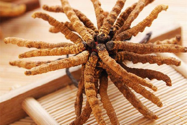 冬蟲(chóng)夏草的吃法和用量 冬蟲(chóng)夏草吃多了會(huì)怎樣