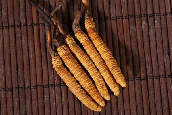 冬蟲(chóng)夏草的吃法和用量 冬蟲(chóng)夏草吃多了會(huì)怎樣