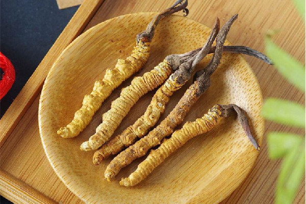 冬蟲夏草是植物還是蟲 冬蟲夏草是補(bǔ)品嗎