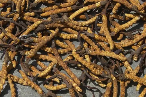 冬蟲(chóng)夏草的吃法和用量 冬蟲(chóng)夏草吃多了會(huì)怎樣