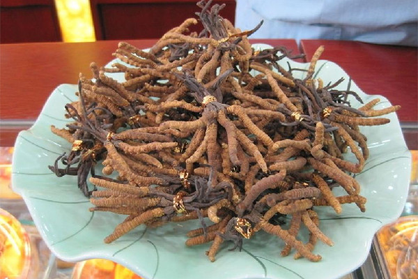 冬蟲夏草吃多久才能起到效果 冬蟲夏草可以天天泡水喝嗎 冬蟲夏草吃多久才能起到效果 冬蟲夏草可以天天泡水喝嗎