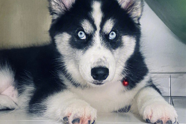 女子誤把二哈當(dāng)狼哭著報(bào)警 二哈為什么和狼這么像 女子誤把二哈當(dāng)狼哭著報(bào)警 二哈為什么和狼這么像