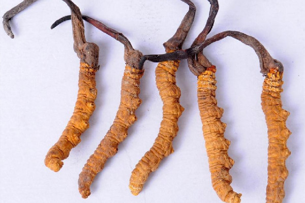 冬蟲(chóng)夏草可以放多久 冬蟲(chóng)夏草會(huì)發(fā)霉嗎 冬蟲(chóng)夏草可以放多久 冬蟲(chóng)夏草會(huì)發(fā)霉嗎