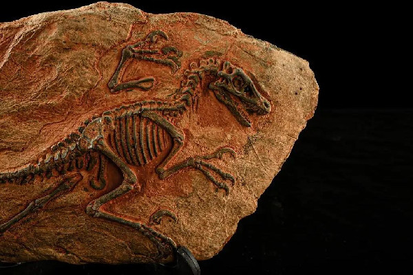 男子散步時(shí)意外發(fā)現(xiàn)恐龍蛋化石 恐龍化石是怎么形成的