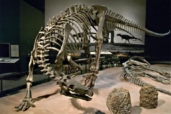 男子散步時(shí)意外發(fā)現(xiàn)恐龍蛋化石 恐龍化石是怎么形成的