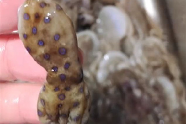 深圳一網(wǎng)友稱在山姆買到藍環(huán)章魚 藍環(huán)章魚有幾個品種 深圳一網(wǎng)友稱在山姆買到藍環(huán)章魚 藍環(huán)章魚有幾個品種