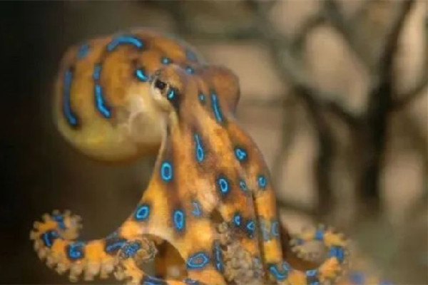 深圳一網(wǎng)友稱在山姆買到藍環(huán)章魚 藍環(huán)章魚有幾個品種 深圳一網(wǎng)友稱在山姆買到藍環(huán)章魚 藍環(huán)章魚有幾個品種