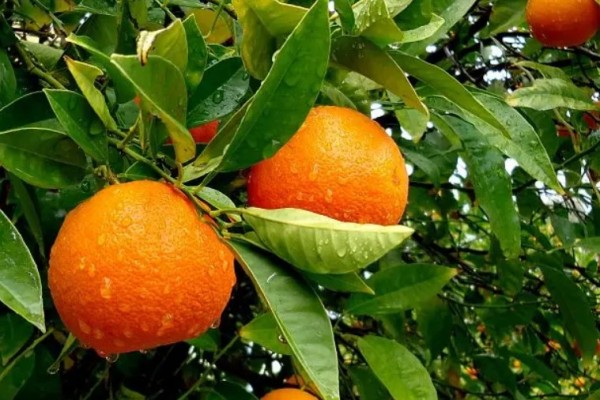 橙子有紅色的果肉怎么回事 橙子果肉有紅色正常嗎