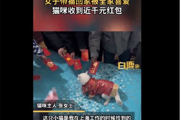 女子帶貓回家過年貓收到千元紅包 過年紅包都是什么時候給 女子帶貓回家過年貓收到千元紅包 過年紅包都是什么時候給