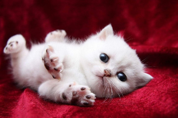 南寧二中可帶寵物上學(xué)?學(xué)校:屬實(shí) 寵物有哪些可以養(yǎng) 南寧二中可帶寵物上學(xué)?學(xué)校:屬實(shí) 寵物有哪些可以養(yǎng)