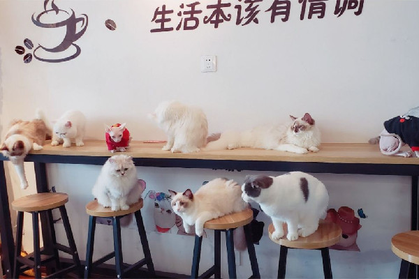 男子凌晨在貓咖門前投毒 貓咖有什么好玩的