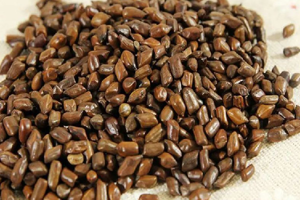 決明子生的和熟的有什么區(qū)別 決明子生的好還是熟的好 決明子生的和熟的有什么區(qū)別 決明子生的好還是熟的好