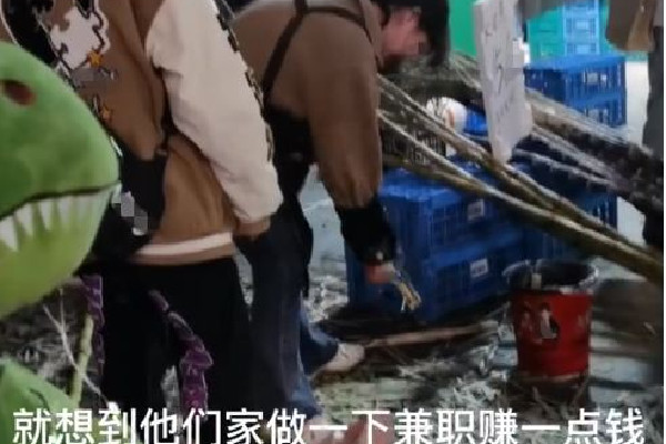 女生寒假兼職削甘蔗累到繃不住 甘蔗是不是水果 女生寒假兼職削甘蔗累到繃不住 甘蔗是不是水果