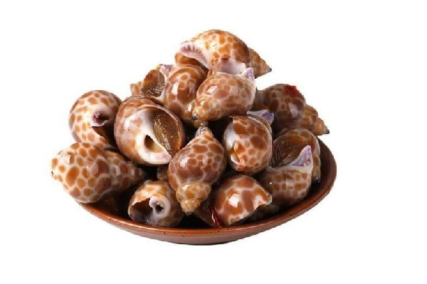 花螺怎么做好吃又簡單 花螺水開后煮幾分鐘 花螺怎么做好吃又簡單 花螺水開后煮幾分鐘