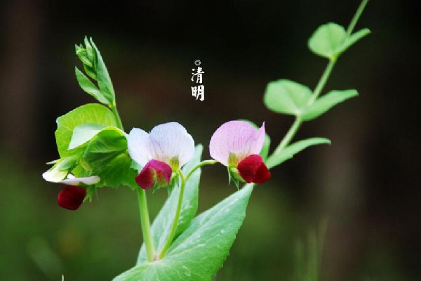 清明節(jié)可以提前一個(gè)月去上墳嗎 清明節(jié)上墳可以提前多少天 清明節(jié)可以提前一個(gè)月去上墳嗎 清明節(jié)上墳可以提前多少天