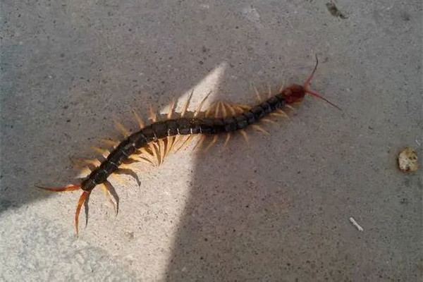 女子睡覺時(shí)被10厘米蜈蚣咬太陽穴 被蜈蚣咬了會(huì)有生命危險(xiǎn)嗎