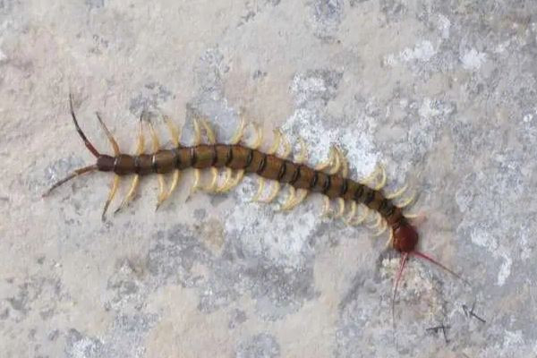 女子睡覺時(shí)被10厘米蜈蚣咬太陽穴 被蜈蚣咬了會(huì)有生命危險(xiǎn)嗎