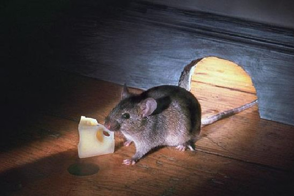 男子在電競酒店枕頭下發(fā)現(xiàn)一窩老鼠 酒店發(fā)現(xiàn)老鼠可以要求索賠嗎 男子在電競酒店枕頭下發(fā)現(xiàn)一窩老鼠 酒店發(fā)現(xiàn)老鼠可以要求索賠嗎