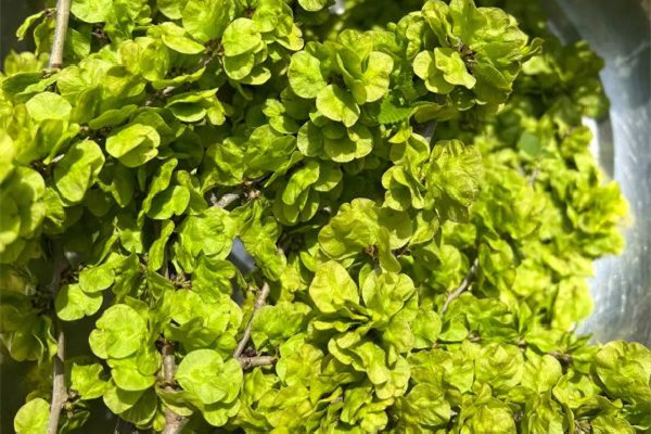 榆錢對身體有什么好處 榆錢適合什么樣的人吃 榆錢對身體有什么好處 榆錢適合什么樣的人吃