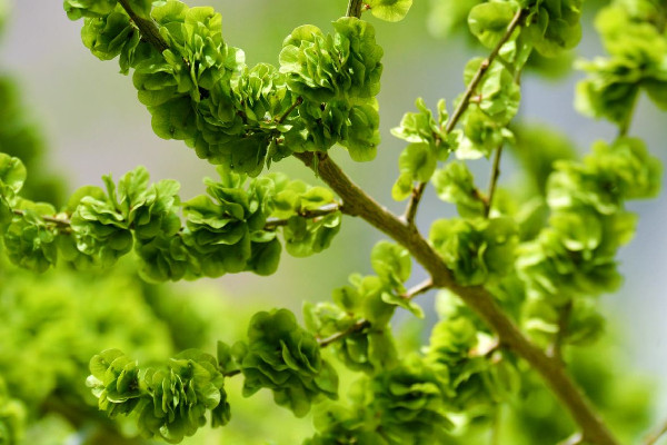 榆錢有點苦咋回事 榆錢發(fā)苦能吃嗎