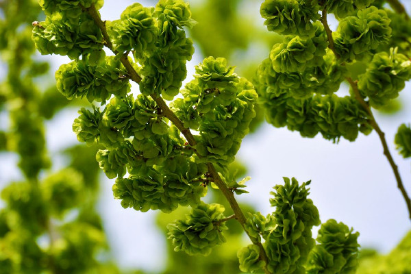 榆錢適合冷藏還是冷凍 榆錢可以直接冷凍嗎 榆錢適合冷藏還是冷凍 榆錢可以直接冷凍嗎