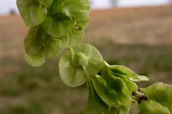 榆錢適合冷藏還是冷凍 榆錢可以直接冷凍嗎 榆錢適合冷藏還是冷凍 榆錢可以直接冷凍嗎