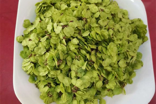 榆錢怎么長期保存 榆錢可以曬干保存嗎