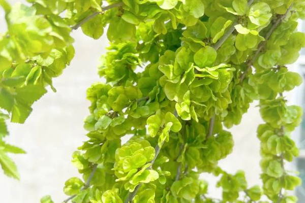 榆錢對身體有什么好處 榆錢適合什么樣的人吃 榆錢對身體有什么好處 榆錢適合什么樣的人吃