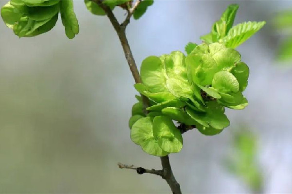 榆錢有點苦咋回事 榆錢發(fā)苦能吃嗎