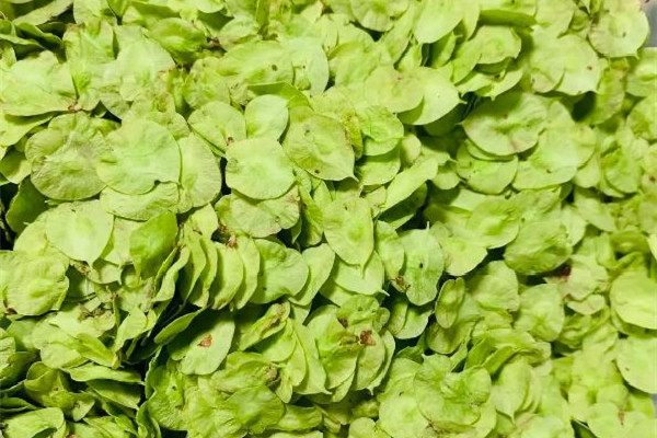 榆錢窩窩頭的家常做法 榆錢窩窩頭蒸多長時間