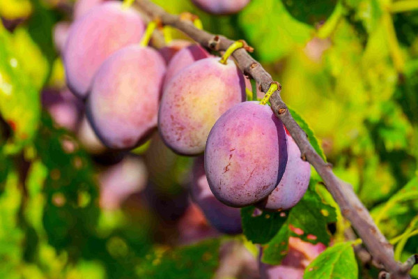 西梅和李子有啥區(qū)別 西梅有幾個(gè)品種 西梅和李子有啥區(qū)別 西梅有幾個(gè)品種