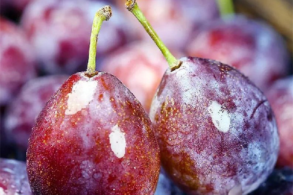 西梅一次最多吃幾個(gè) 西梅會(huì)導(dǎo)致脹氣嗎 西梅一次最多吃幾個(gè) 西梅會(huì)導(dǎo)致脹氣嗎