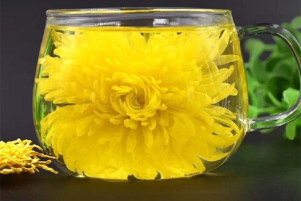 菊花茶喝起來為什么是苦的 菊花茶喝起來什么味道 菊花茶喝起來為什么是苦的 菊花茶喝起來什么味道