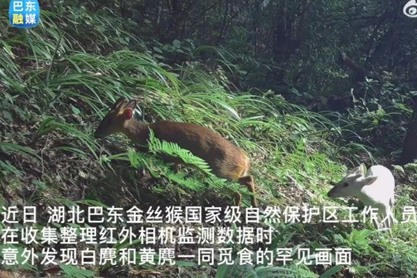 湖北巴東發(fā)現(xiàn)罕見瑞獸白麂 瑞獸的寓意和象征 湖北巴東發(fā)現(xiàn)罕見瑞獸白麂 瑞獸的寓意和象征