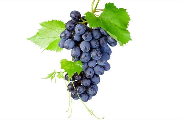 葡萄的功效和作用 葡萄有維生素c嗎 葡萄的功效和作用 葡萄有維生素c嗎