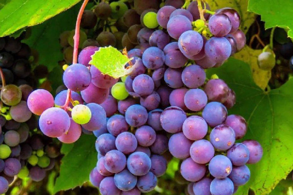 葡萄可以用小蘇打洗嗎 葡萄洗了可以放多久 葡萄可以用小蘇打洗嗎 葡萄洗了可以放多久