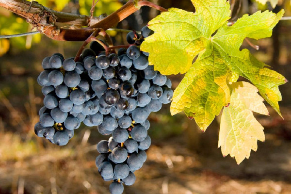 葡萄可以用小蘇打洗嗎 葡萄洗了可以放多久 葡萄可以用小蘇打洗嗎 葡萄洗了可以放多久