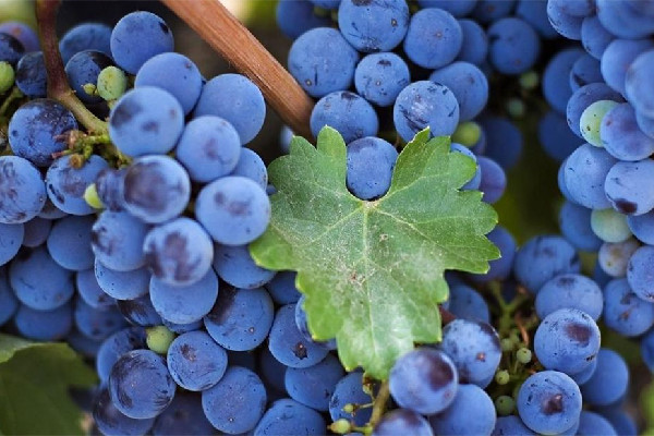 葡萄可以用小蘇打洗嗎 葡萄洗了可以放多久 葡萄可以用小蘇打洗嗎 葡萄洗了可以放多久