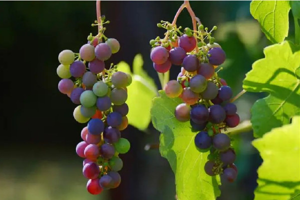 葡萄的功效和作用 葡萄有維生素c嗎 葡萄的功效和作用 葡萄有維生素c嗎