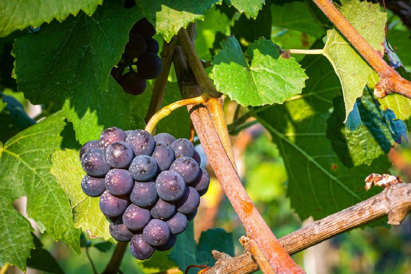 葡萄是什么季節(jié)的水果 葡萄什么時候吃最甜 葡萄是什么季節(jié)的水果 葡萄什么時候吃最甜