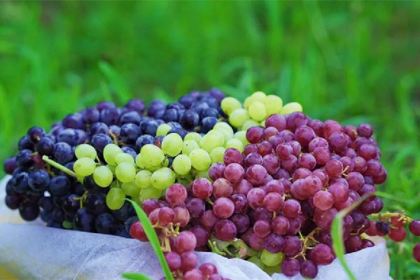 葡萄是什么季節(jié)的水果 葡萄什么時候吃最甜 葡萄是什么季節(jié)的水果 葡萄什么時候吃最甜